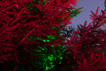 branch of firs in the park shine green and red at nigth. nature, christmas and festive background