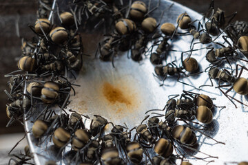 ant colony drinking coffee water in a spoon