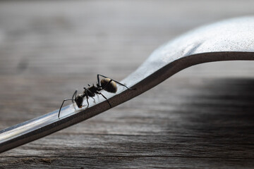 ant colony drinking coffee water in a spoon