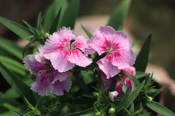 Dianthus gratianopolitanus or cheddar pink many pink flowers