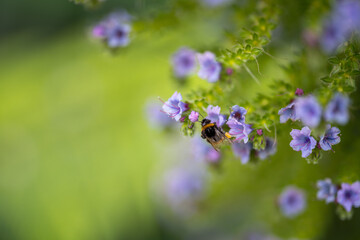 bumblebee on a flower in a garden. bee in a native bushland