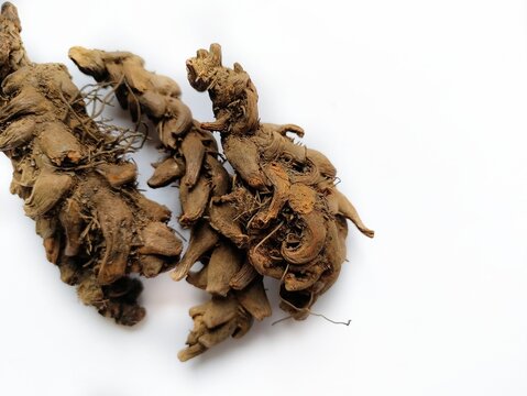 Roots of combed nail plant or button fern or kukkutnakhi (Tectaria cicutaria aspidium cicutarium) is a medicinal plant used  in practice with tribal masses and by traditional physicians in Ayurveda. 