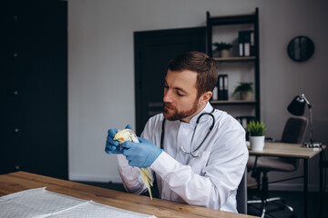 Veterinarian examining sick parrot with stethoscope at vet clinic