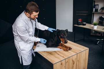Vet listening doberman dog with stethoscope in veterinary clinic