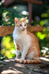 Naklejka na ściany i meble Close-up detail portrait of beautiful cat in natural environment. Vibrant summer outdoor background