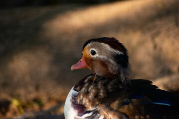 Young mandarin duck in the ground