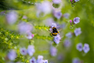 bumblebee on a flower in a garden. bee in a native bushland