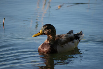 Duck swimming in the water