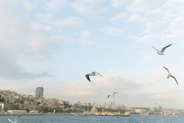 Fototapeta na wymiar Seagulls following the ships in Bosphorus. Istanbul .Turkey.
