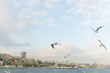 Seagulls following the ships in Bosphorus. Istanbul .Turkey.