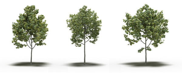 Fototapeta premium large tree with a shadow under it, isolated on white background, 3D illustration, cg render
