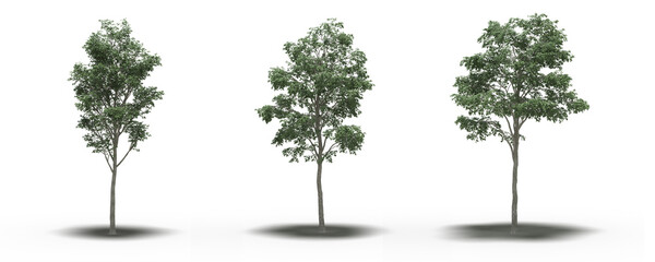 Obraz premium large tree with a shadow under it, isolated on white background, 3D illustration, cg render