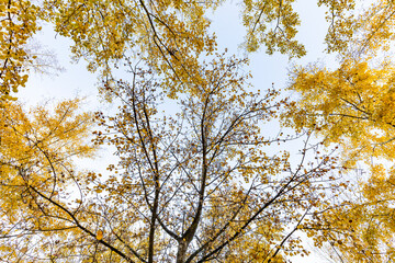 Álamo temblones (Populus tremuloides​) en otoño