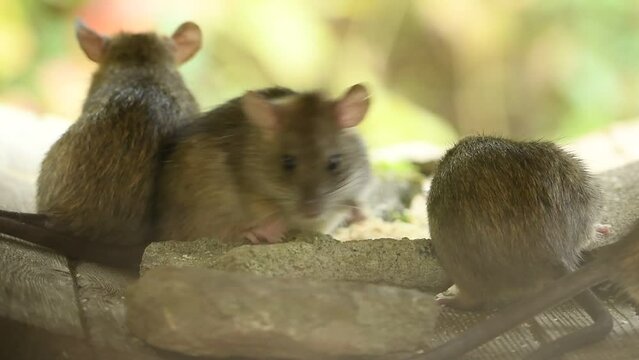 Afbeeldingen over "Field Mice" โ Blader in stockfoto