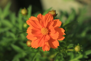 Orange cosmos flower in garden