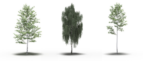 Fototapeta premium large tree with a shadow under it, isolated on a transparent background, 3D illustration, cg render