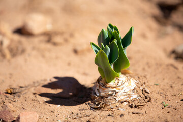 Green tulip plant in the desert concept for growth in hard conditions