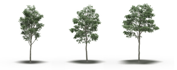 large tree with a shadow under it, isolated on a transparent background, 3D illustration, cg render