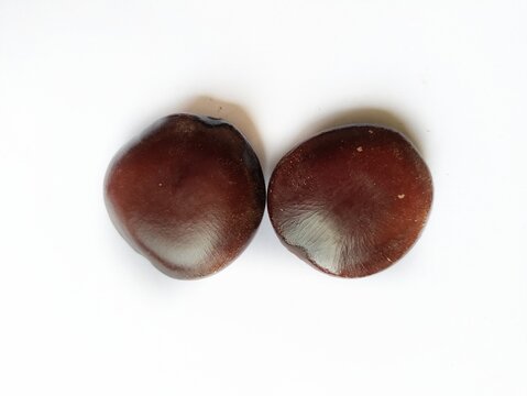 Seeds of Entada scandens Ayurvedic Herbs known to be helpful to treat Fever.