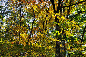奥武蔵　大ヨケノ頭　金比羅尾根の紅葉
