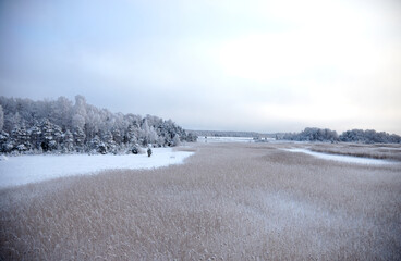Fototapeta na wymiar Beautiful winter landscape with lake full of reed covered with hoar frost and snowy forest on the edge, selective focus
