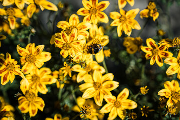 Bee on summer flower closeup