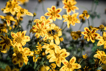 Bee on summer flower closeup