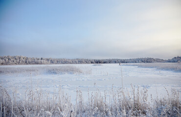 Beautiful winter landscape with lake full of reed covered with hoar frost and snowy forest on the edge, selective focus