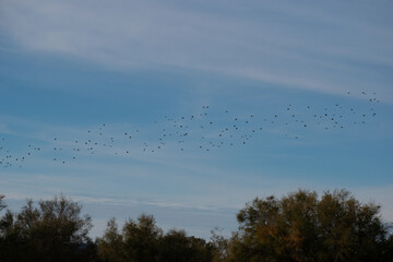Estorninos volando sobre arboles sobre un cielo azul