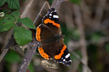 Mariposa Vanessa Atalanta con las alas desplegadas