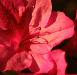 Fototapeta premium Close up of beautiful pink flowers over black background created using Generative AI technology
