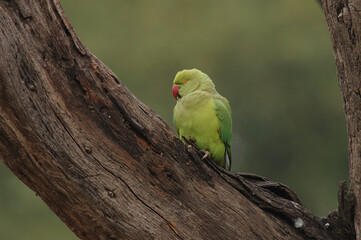 Rose-ringed Parakeet, Halsbandparkeet, Psittacula krameri