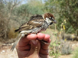 Spaanse Mus, Spanish Sparrow, Passer hispaniolensis