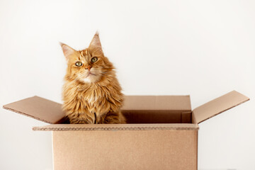 a cat in a box. A gift for the holiday. Delivery of animals.Mainecoon