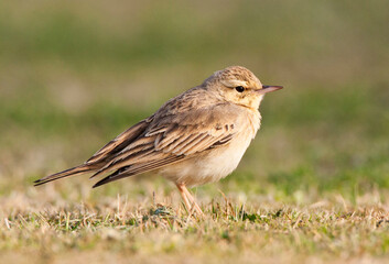 Duinpieper, Tawny Pipit, Anthus campestris