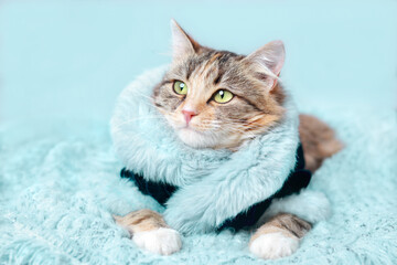 Clothes for pets. Сat in a beautiful turquoise fur coat lies and rests on a blanket. Clothing for animals and pets. Cat looks to the camera. Beautiful Kitten. Kitten with big green eyes. Pet. 