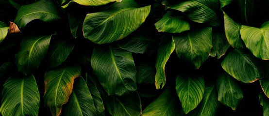 closeup of green tropical leaf background
