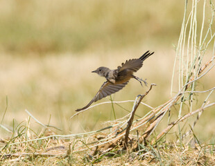 Say-phoebe, Says Phoebe, Sayornis saya