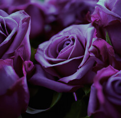 Close up of beautiful pink roses on black background created using Generative AI technology