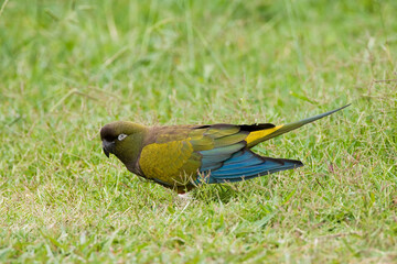 Holenparkiet, Burrowing Parrot, Cyanoliseus patagonus