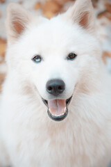 Obraz na płótnie Canvas white dog portrait