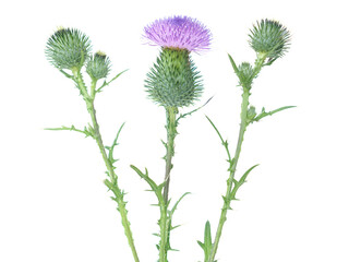 Blooming thistle plant isolated on white, Cirsium vulgare