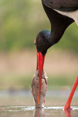 Zwarte Ooievaar, Black Stork, Ciconia nigra