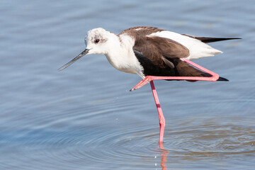 Black-winged Stilt, Himantopus himantopus