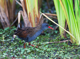 Bogotáwaterral, Bogota Rail, Rallus semiplumbeus