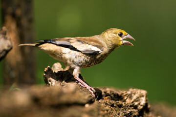 Appelvink, Hawfinch, Coccothraustes coccothraustes