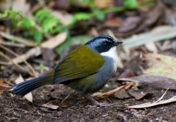 Grijsbrauwstruikgors, Gray-browed Brush-Finch, Arremon assimilis