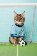 Bengal cat with a soccer ball sits on the soccer field near the gate.