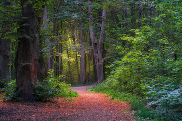 Beautiful sunny mixed deciduous forest with trails sunset in early autumn