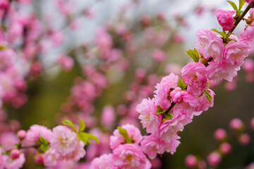 Blossoming sakura tree flower with selective focus on blurred background. Defocused backdrop copy space